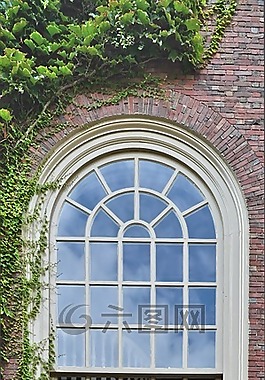 窗口,墻,常春藤