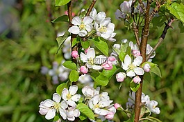 蘋果花,鮮花,白色、 粉紅色