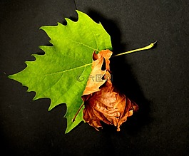 性質,葉子,sycamore