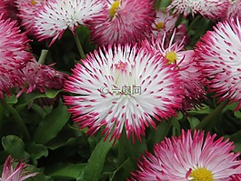 花,廠,性質(zhì)