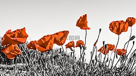 罌粟,花,春