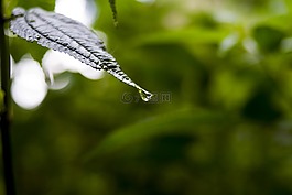 性質(zhì),植物,葉
