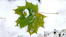 秋季,第一场雪,枫叶叶