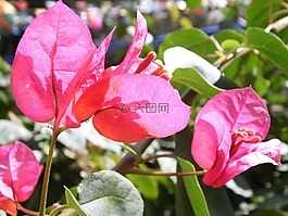 性質(zhì),鮮花,春