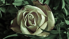 玫瑰,花,性質(zhì)