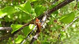 昆蟲,性質(zhì),宏