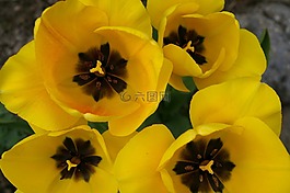 郁金香,春天,盛開