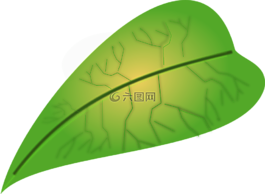 葉,生物學,綠色