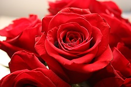 玫瑰,鮮花,花