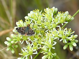野生花卉,總樓面,蝴蝶