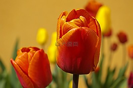 郁金香,鮮花,春天