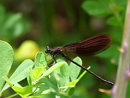 黑蜻蜓,calopteryx haemorrhoidalis,豆娘