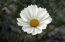 花卉,cosmos,cosmea