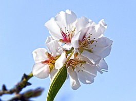 杏仁花,杏仁樹(shù),如花