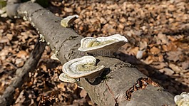 性質(zhì),木,樹(shù)菌