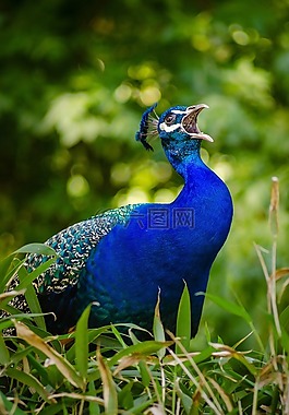 動物,鳥,羽毛