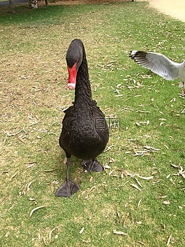 天鵝,鳥,鳥嘴