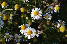 黛西,花卉,甘菊