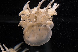 水族館,水下,海蜇