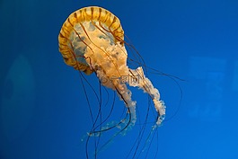 海洋,海蜇,自然