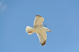 海鷗,飛,鳥