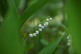 葉,大自然,植物