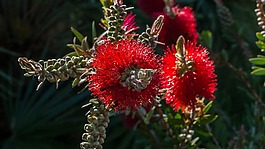 花,红色,植物