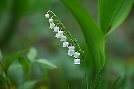 大自然,植物,葉