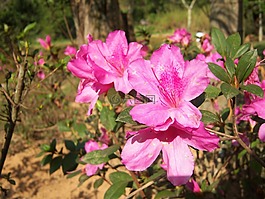 花卉,鲜花,美味佳肴