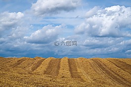 景觀,字段,夏季