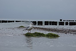 海鷗,波羅的海,水