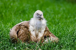 動物,禽,鳥