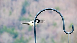 鸟,四十雀,模糊