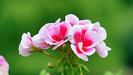 花,粉紅色,粉紅色的花