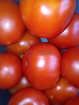 西紅柿,蔬菜