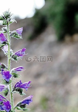花,鮮花,花園