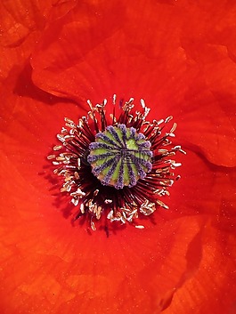 罌粟,詳細,花粉