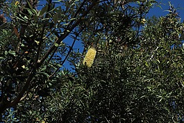 bottlebrush,樹,自然
