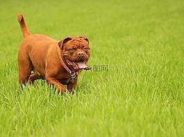 波尔多,狗,dogue