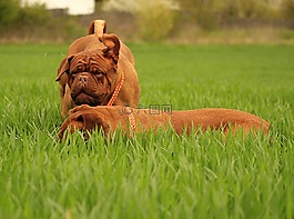 波尔多,狗,dogue