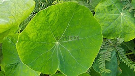 綠色,植物,性質(zhì)