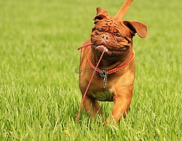 波尔多,狗,dogue