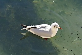 鳥(niǎo),性質(zhì),的水體