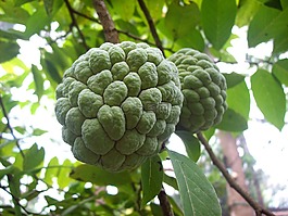 水果,sugarapple,番荔枝