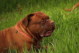 波尔多,狗,dogue