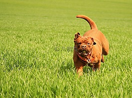 波尔多,狗,dogue