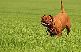 波尔多,狗,dogue