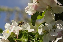 蜜蜂,開(kāi)花,宏