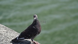 鴿子,鳥,自然