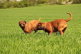 波尔多,狗,dogue